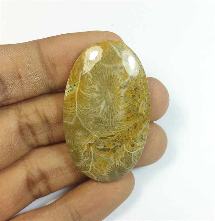 56.13 Carats Morocco Fossil Coral 44.10 x 26.75 x 5.72 mm