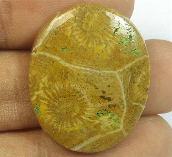 24.87 Carats Morocco Fossil Coral 28.18 x 22.53 x 4.91 mm