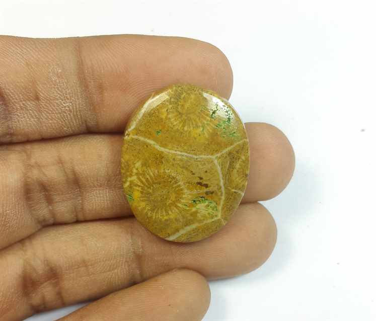 24.87 Carats Morocco Fossil Coral 28.18 x 22.53 x 4.91 mm