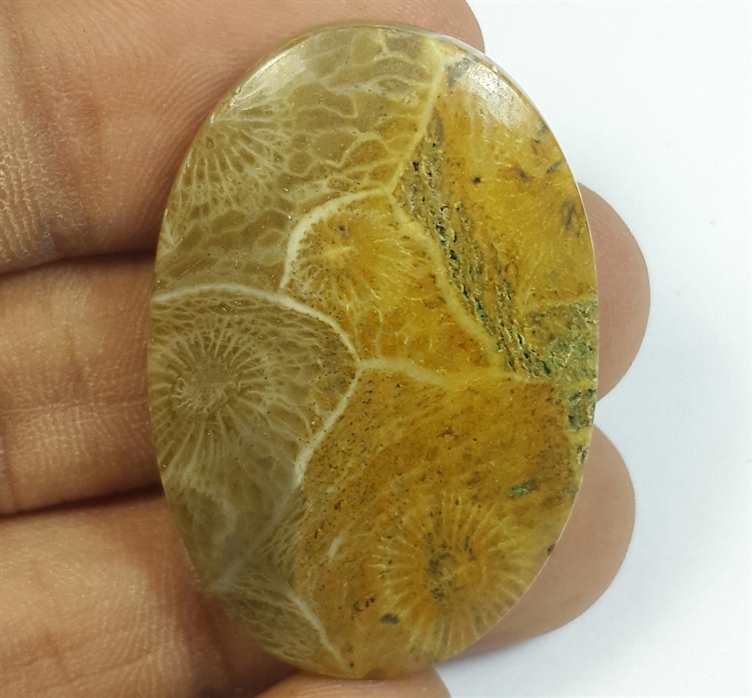 48.31 Carats Morocco Fossil Coral 38.29 x 25.47 x 5.88 mm