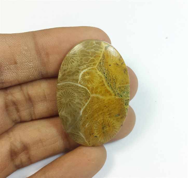 48.31 Carats Morocco Fossil Coral 38.29 x 25.47 x 5.88 mm