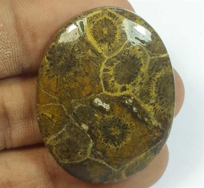 61.59 Carats Morocco Fossil Coral 37.26 x 29.19 x 7.31 mm