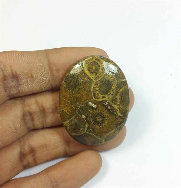 61.59 Carats Morocco Fossil Coral 37.26 x 29.19 x 7.31 mm