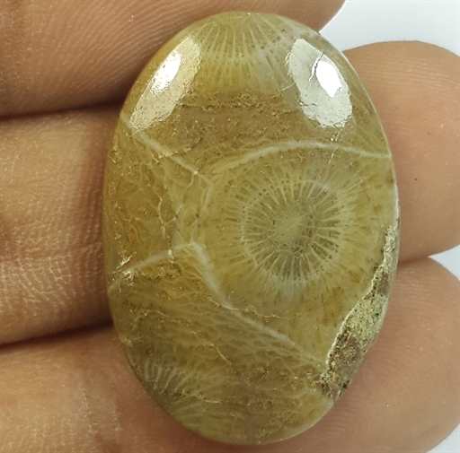 21.72 Carats Morocco Fossil Coral 27.80 x 19.00 x 4.82 mm