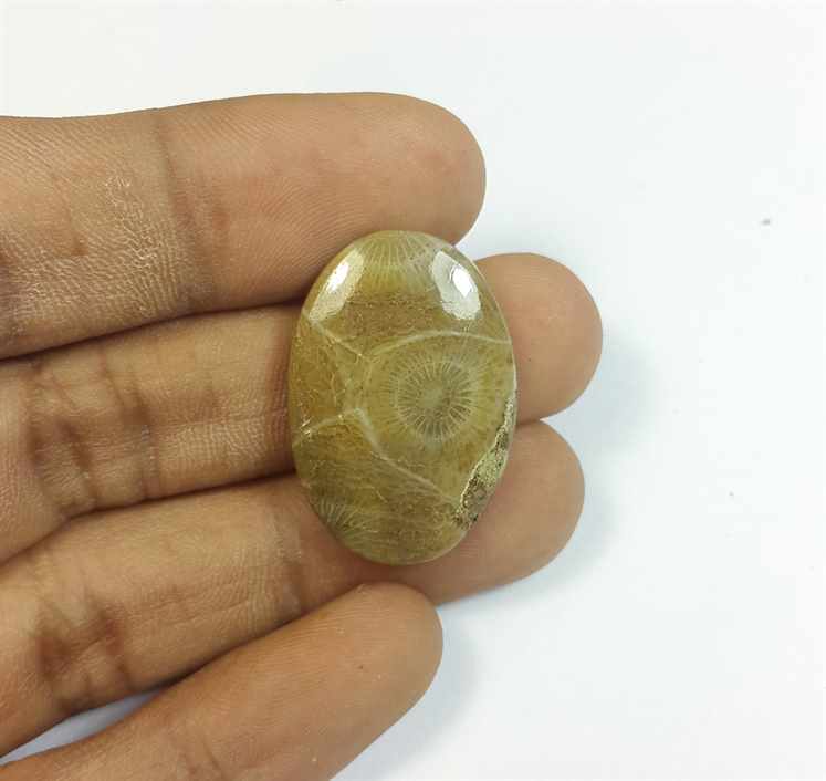 21.72 Carats Morocco Fossil Coral 27.80 x 19.00 x 4.82 mm