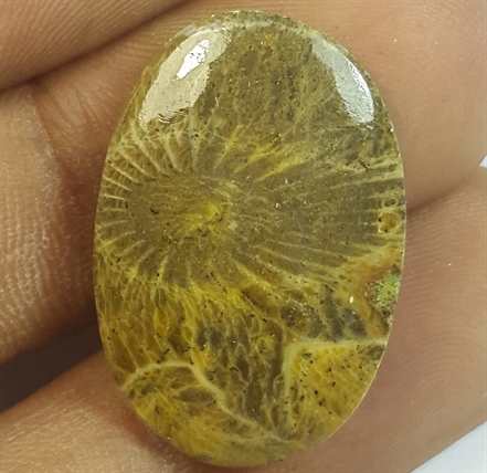13.60 Carats Morocco Fossil Coral 24.01 x 16.40 x 3.89 mm