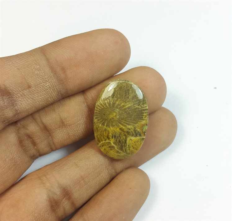 13.60 Carats Morocco Fossil Coral 24.01 x 16.40 x 3.89 mm
