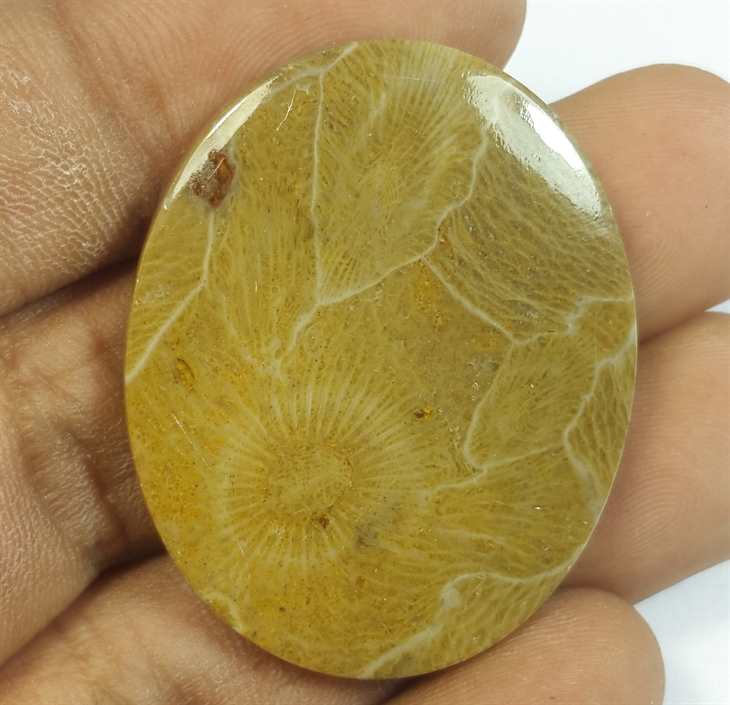 45.20 Carats Morocco Fossil Coral 36.57 x 29.12 x 4.75 mm