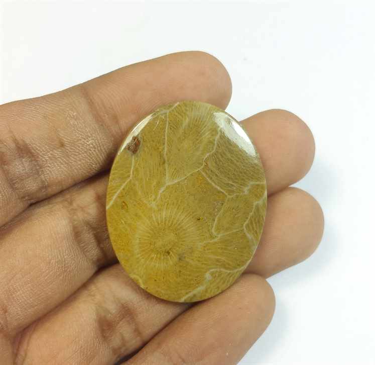 45.20 Carats Morocco Fossil Coral 36.57 x 29.12 x 4.75 mm