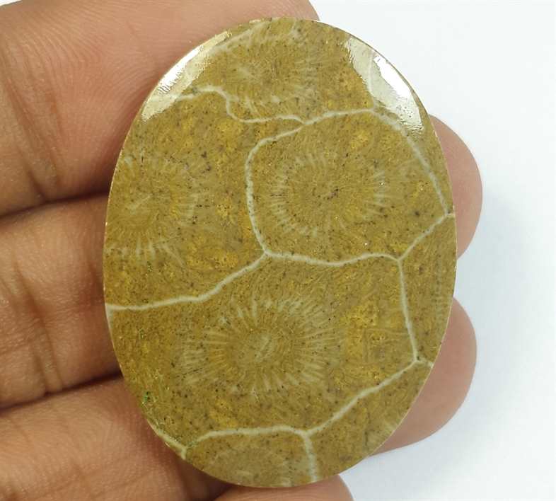 46.15 Carats Morocco Fossil Coral 38.76 x 28.99 x 4.70 mm