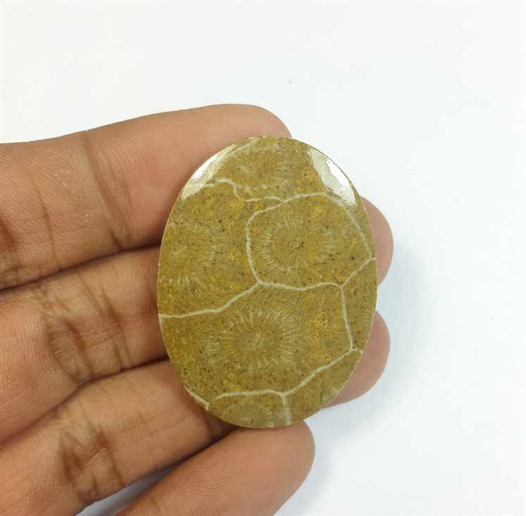 46.15 Carats Morocco Fossil Coral 38.76 x 28.99 x 4.70 mm