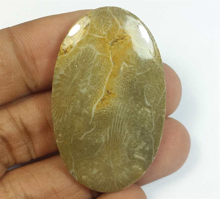47.63 Carats Morocco Fossil Coral 43.34 x 26.64 x 4.81 mm