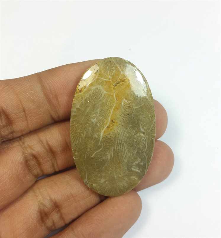 47.63 Carats Morocco Fossil Coral 43.34 x 26.64 x 4.81 mm
