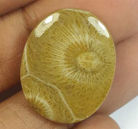 15.02 Carats Morocco Fossil Coral 22.95 x 18.61 x 3.93 mm