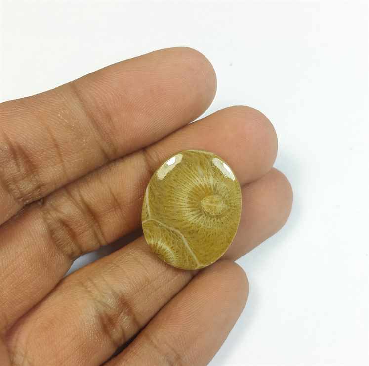 15.02 Carats Morocco Fossil Coral 22.95 x 18.61 x 3.93 mm