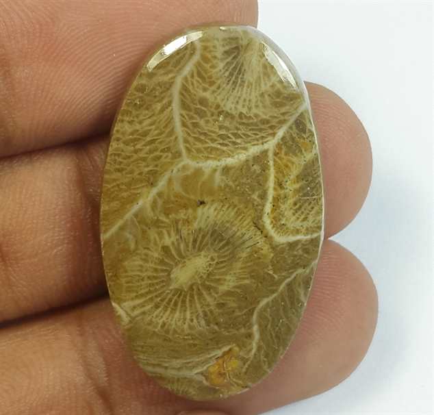 25.90 Carats Morocco Fossil Coral 32.82 x 19.46 x 4.68 mm