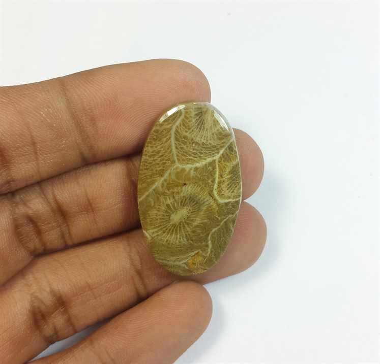 25.90 Carats Morocco Fossil Coral 32.82 x 19.46 x 4.68 mm
