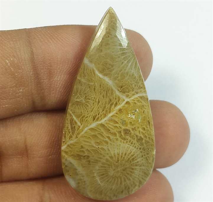 30.72 Carats Morocco Fossil Coral 37.46 x 18.76 x 5.61 mm