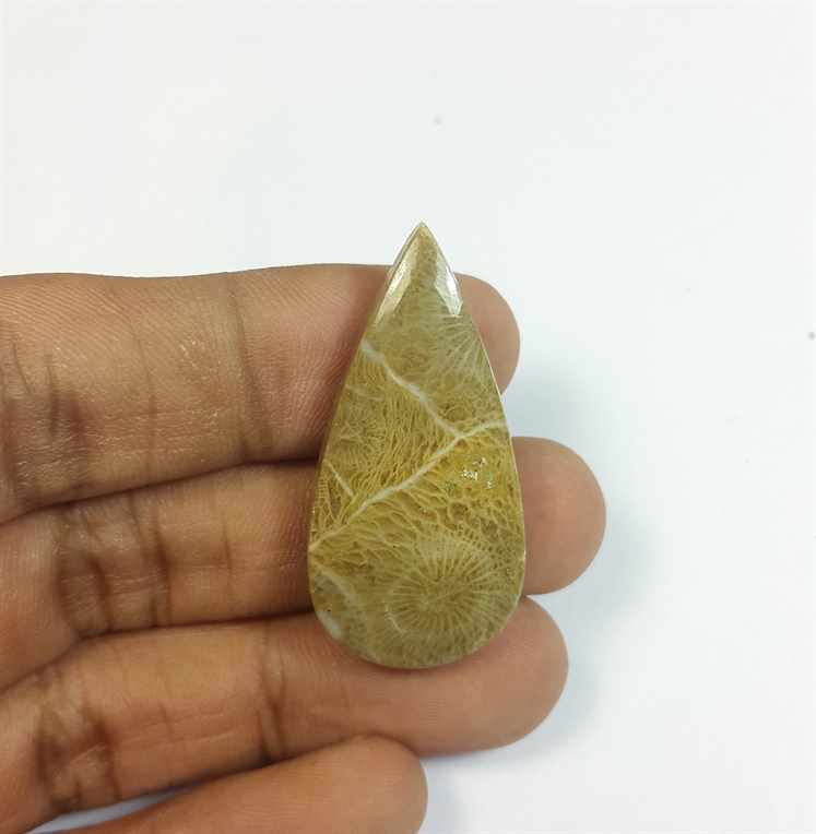30.72 Carats Morocco Fossil Coral 37.46 x 18.76 x 5.61 mm