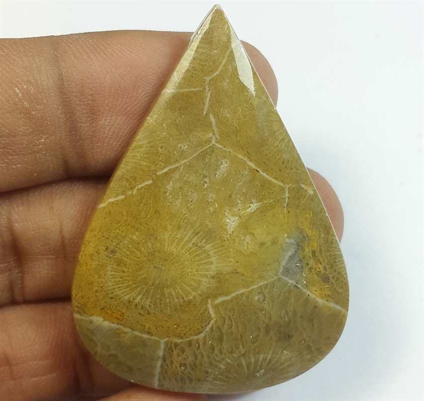 54.95 Carats Morocco Fossil Coral 44.84 x 32.45 x 5.61 mm