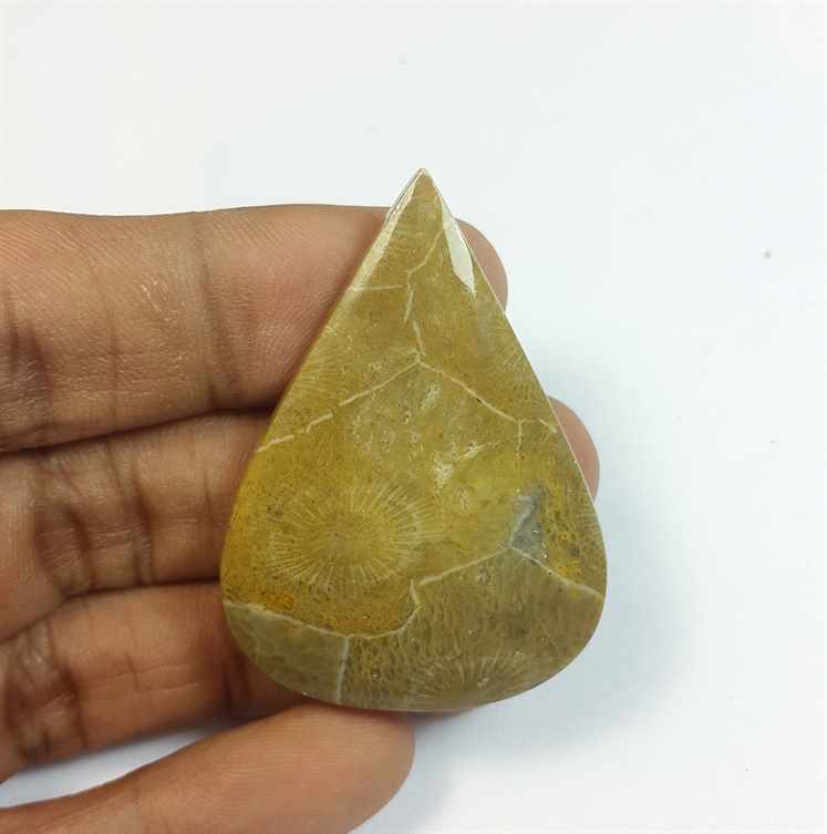 54.95 Carats Morocco Fossil Coral 44.84 x 32.45 x 5.61 mm