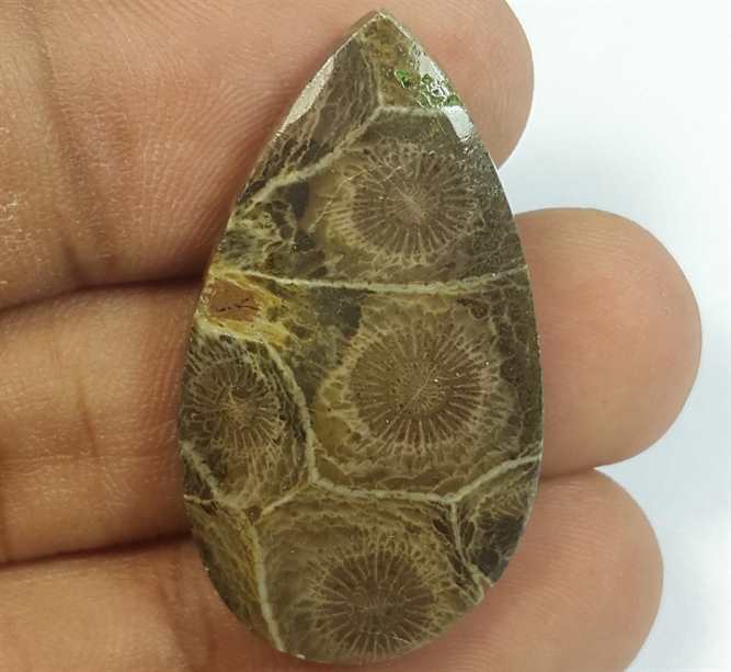 26.79 Carats Morocco Fossil Coral 34.15 x 19.23 x 4.90 mm