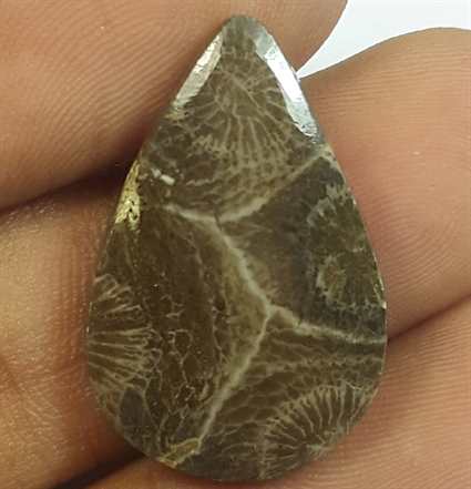 11.55 Carats Morocco Fossil Coral 24.17 x 15.73 x 4.00 mm