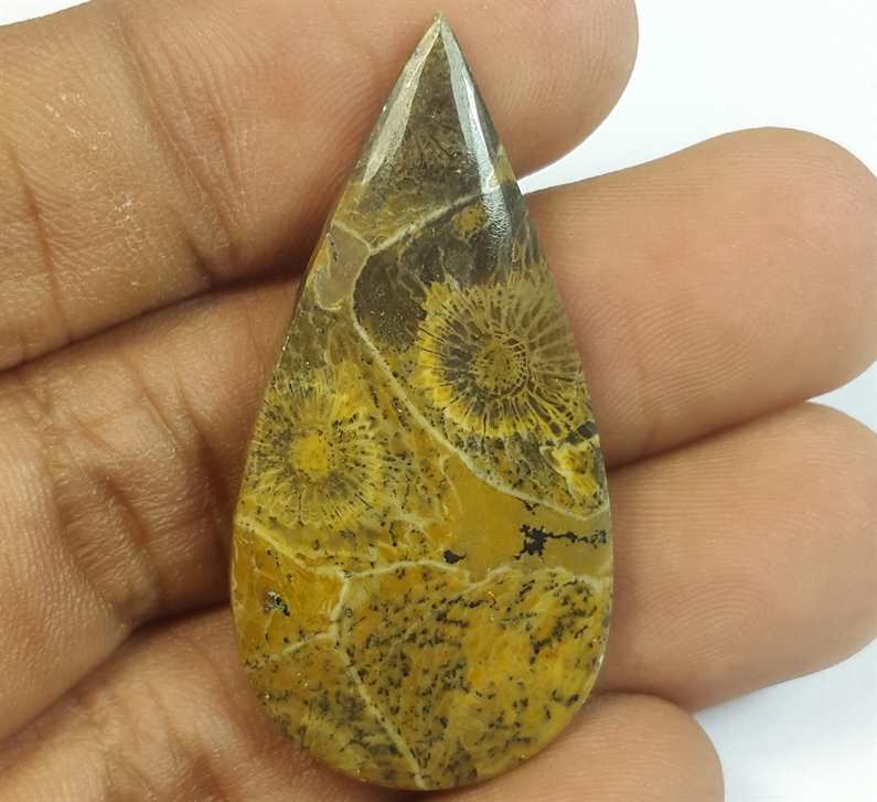31.68 Carats Fossil Coral Morocco 40.82 x 20.44 x 5.10 mm
