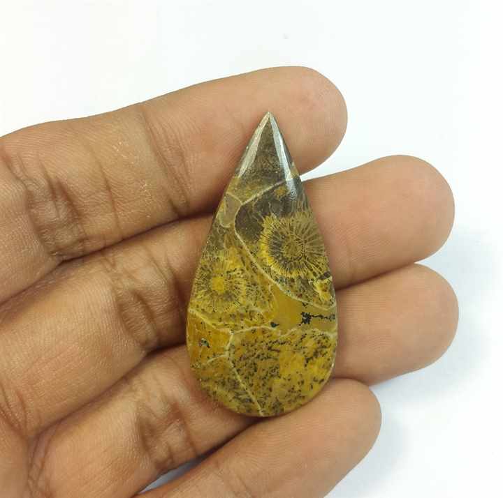 31.68 Carats Fossil Coral Morocco 40.82 x 20.44 x 5.10 mm