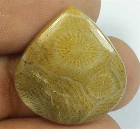 16.60 Carats Fossil Coral Morocco 1.96 x 20.70 x 4.63 mm