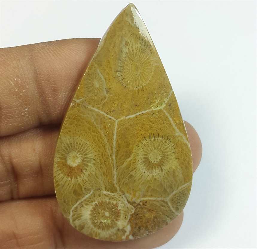 42.41 Carats Fossil Coral Morocco 47.18 x 38.05 x 4.23 mm