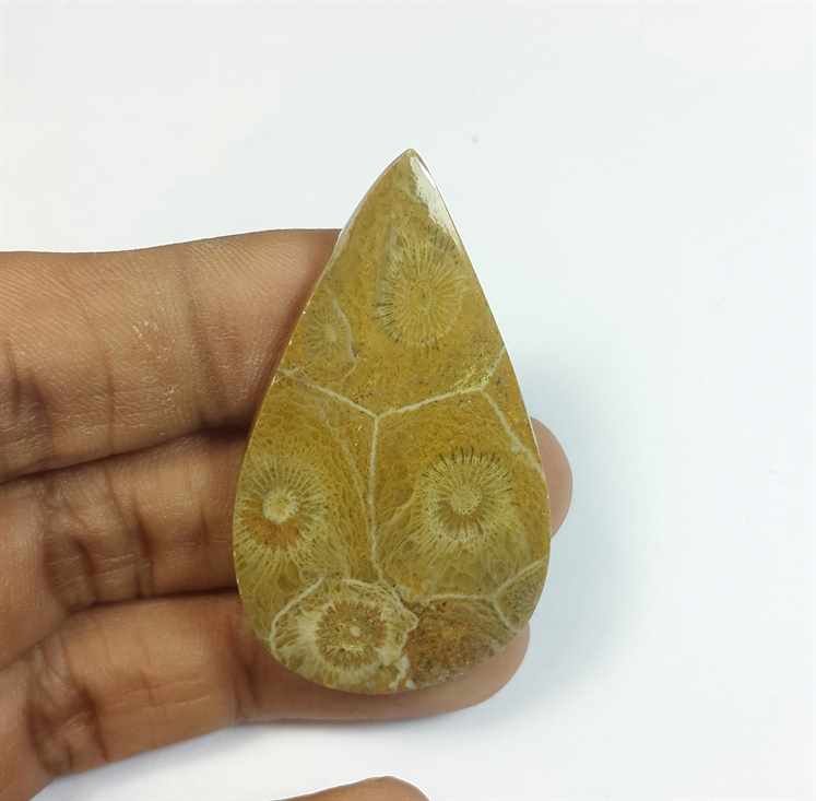 42.41 Carats Fossil Coral Morocco 47.18 x 38.05 x 4.23 mm