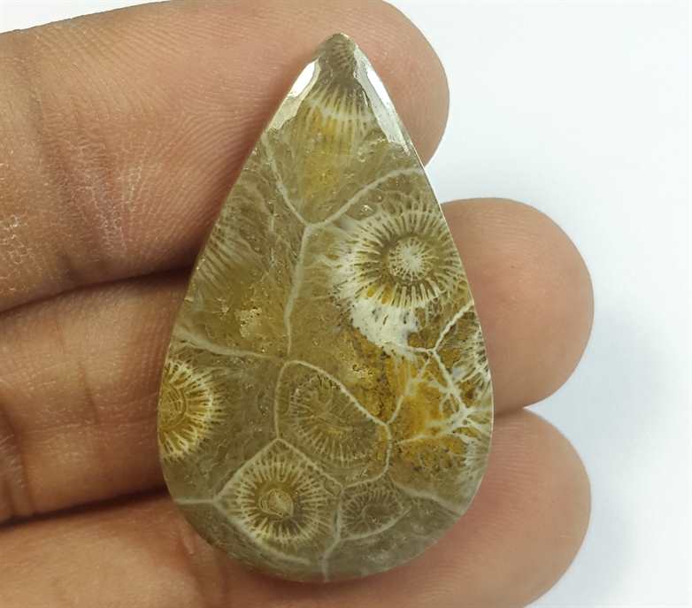 30.85 Carats Fossil Coral Morocco 34.80 x 21.25 x 5.52 mm