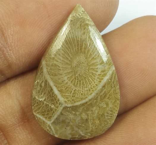 14.61 Carats Fossil Coral Morocco 24.65 x 16.37 x 4.80 mm