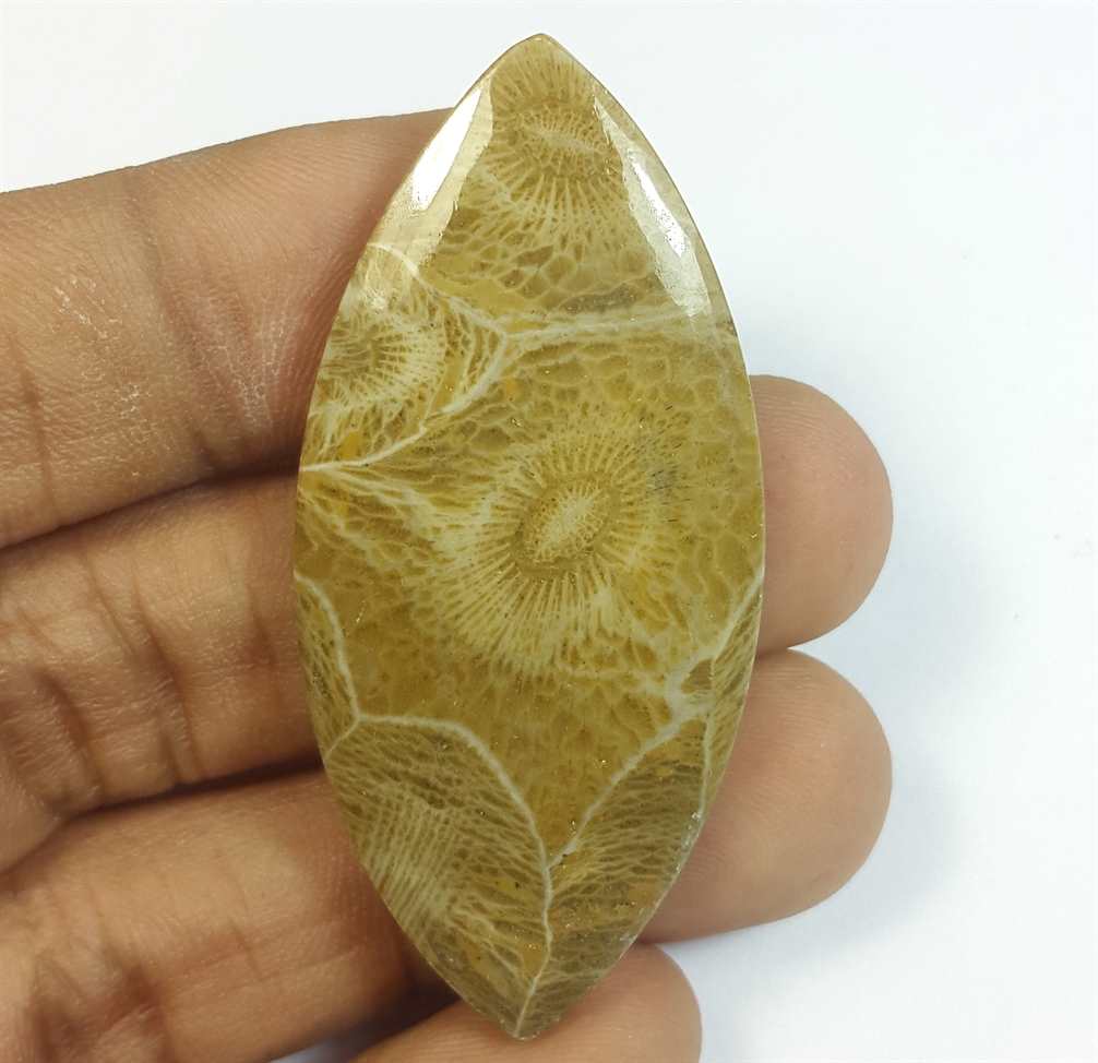 54.07 Carats Fossil Coral Morocco 51.09 x 23.75 x 5.76 mm