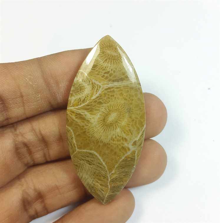 54.07 Carats Fossil Coral Morocco 51.09 x 23.75 x 5.76 mm