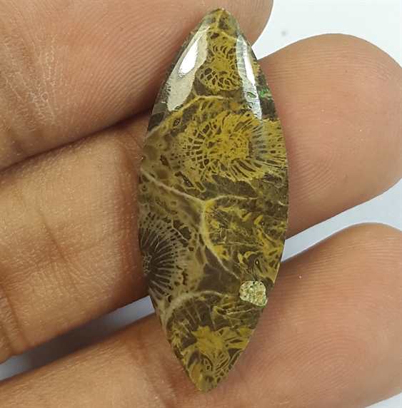 12.00 Carats Fossil Coral Morocco 31.89 x 12.64 x 3.80 mm