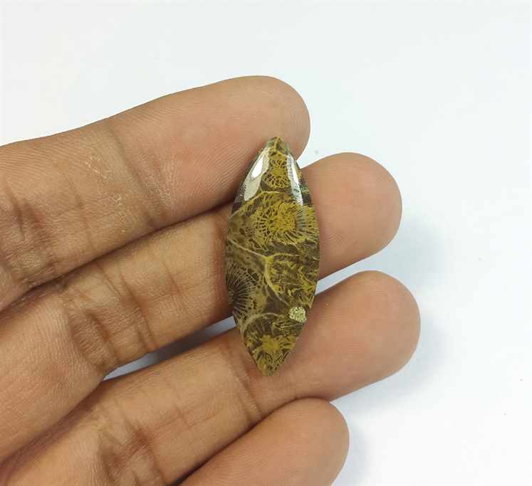 12.00 Carats Fossil Coral Morocco 31.89 x 12.64 x 3.80 mm