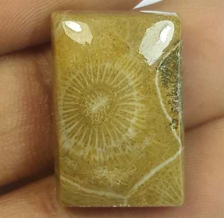 19.21 Carats Fossil Coral Morocco 21.18 x 14.27 x 6.04 mm