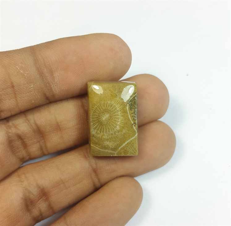19.21 Carats Fossil Coral Morocco 21.18 x 14.27 x 6.04 mm