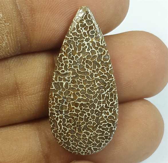 11.78 Carats Dinosour Bone 30.70 x 14.35 x 3.63 mm