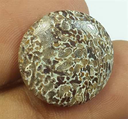 8.65 Carats Dinosour Bone 17.40 x 17.40 x 3.72 mm